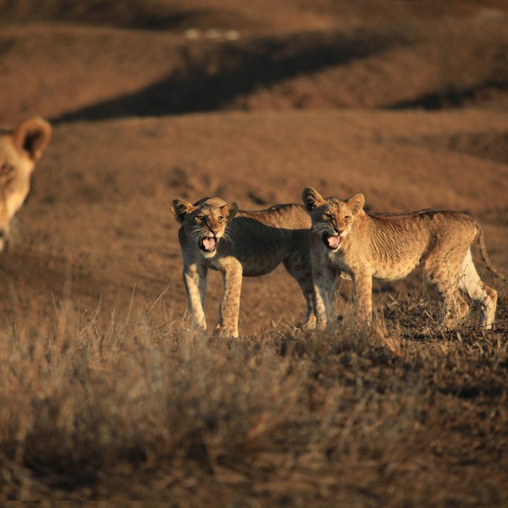 The Wonders of Africa