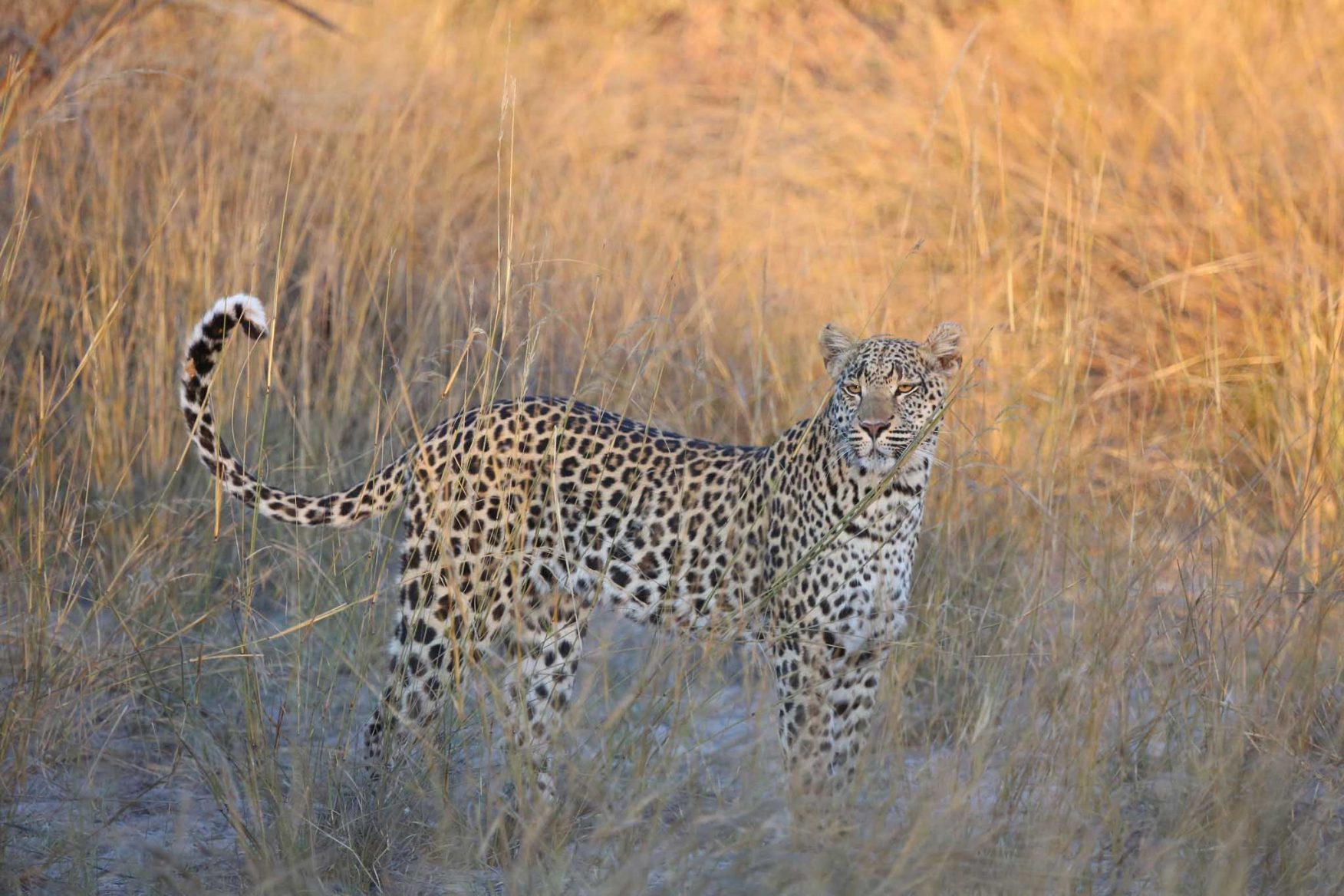 africa-safari-22-leopard