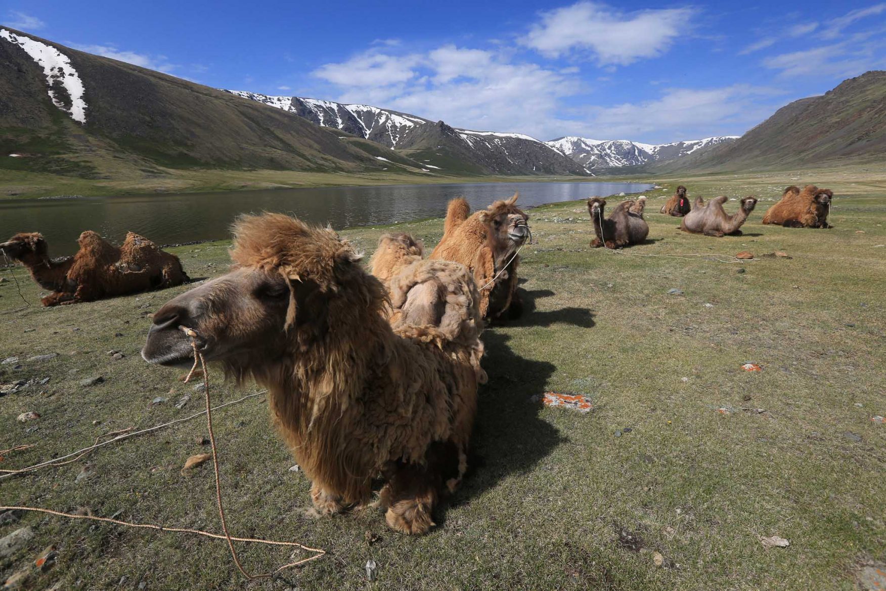 mongolia-camels-altai
