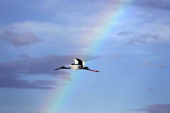 Stork flies through the sky with a rainbow
