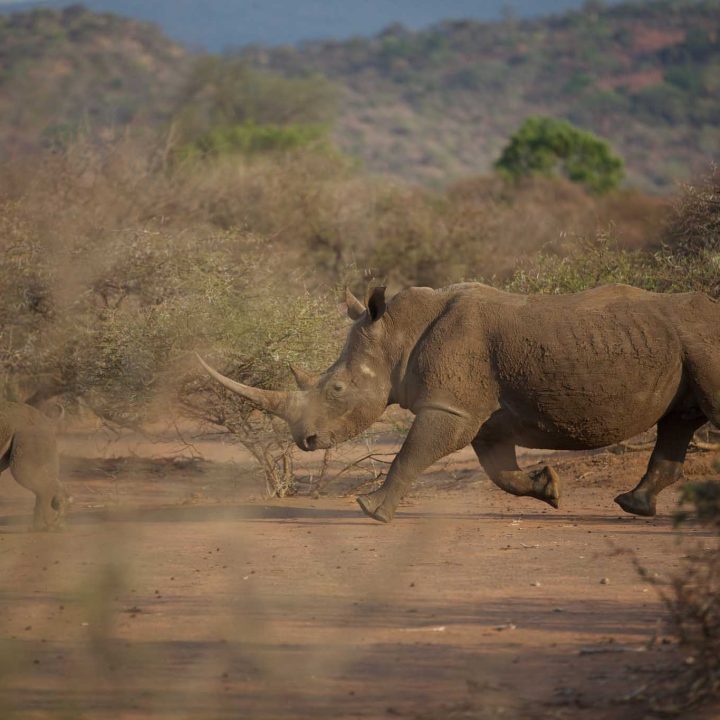 Conservation Focus