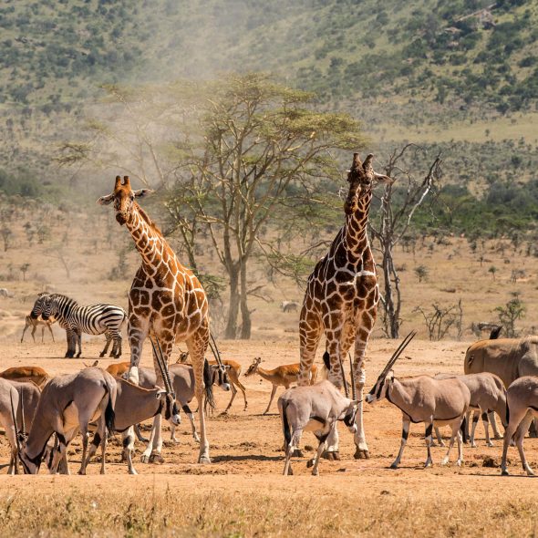 Safari Adventures in Africa