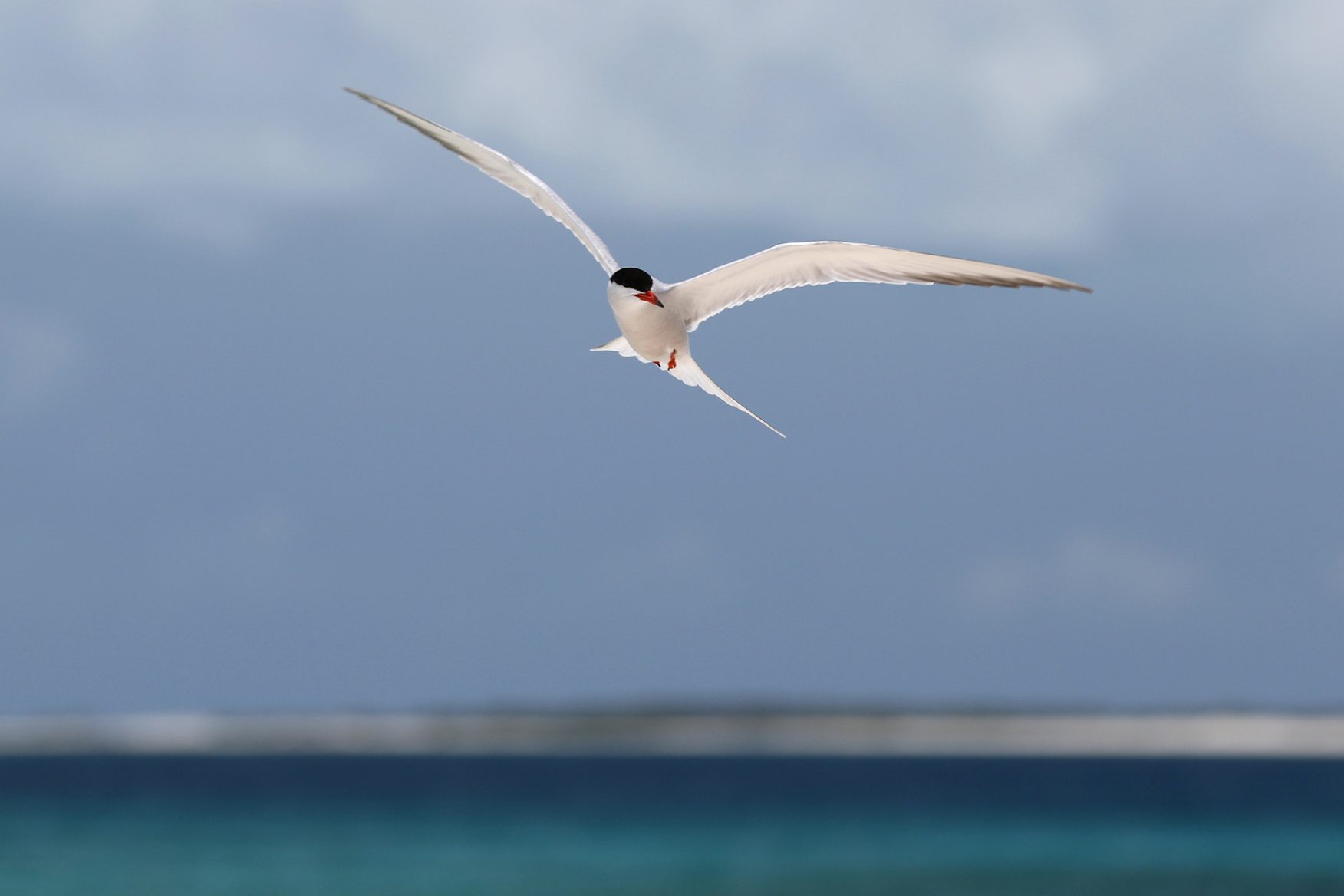 tern-great1