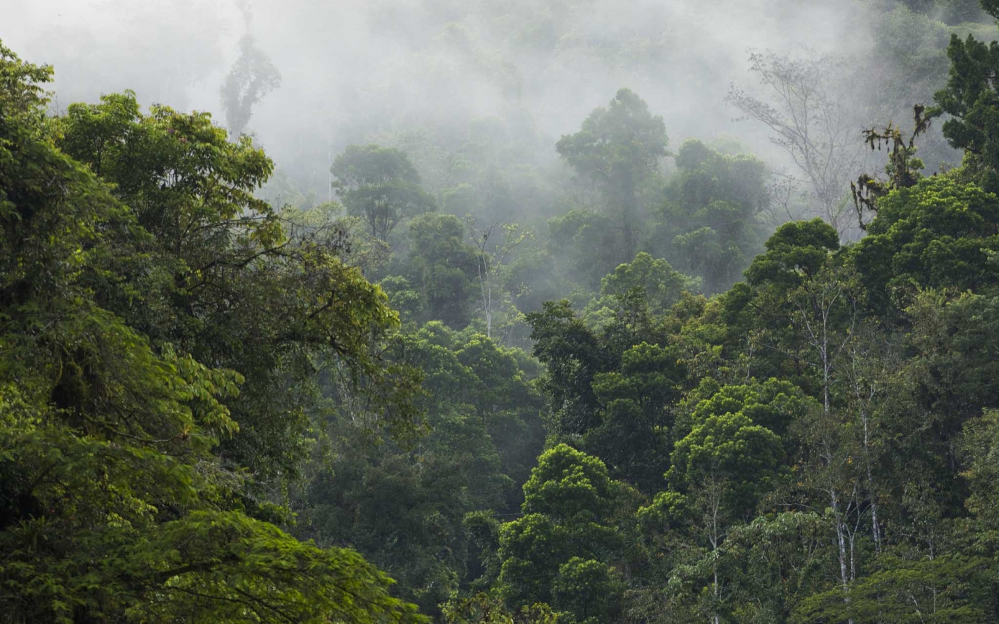 Delving into Diversity in Costa Rica - Based On A True Story - Based On A True Story