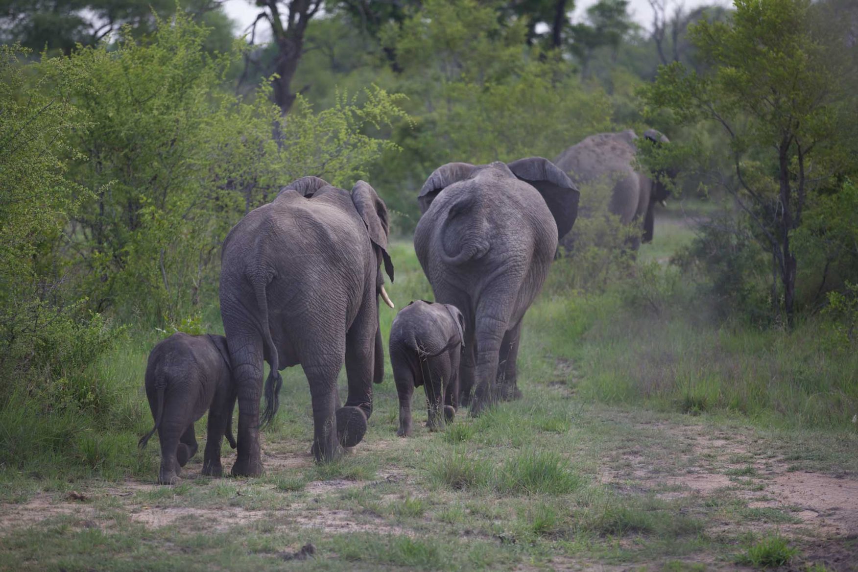 rhino-conservation-10-elephant-babies