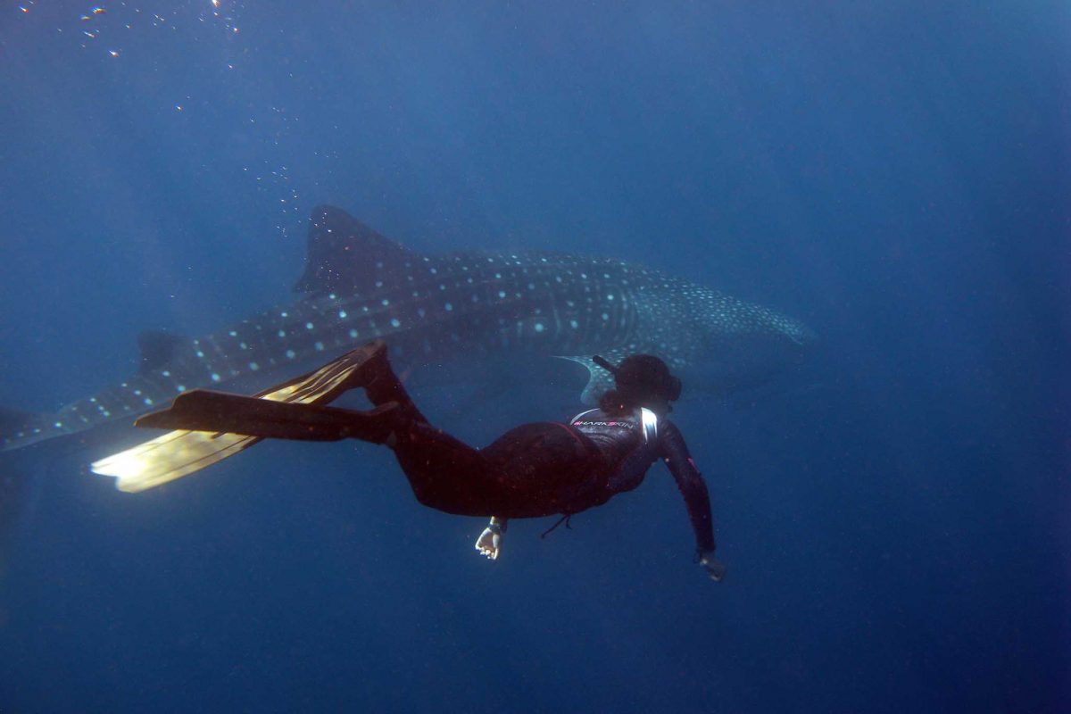 Swimmer underwater with a whale shark