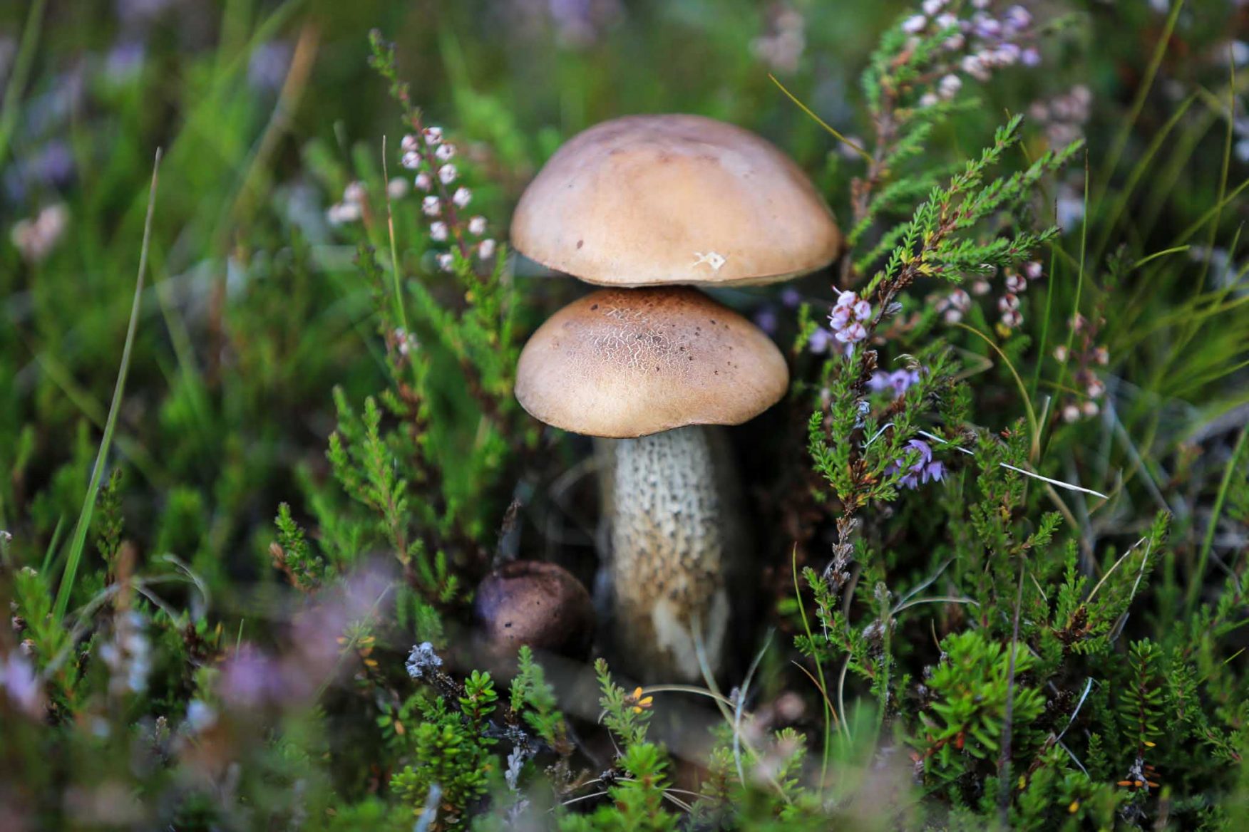 iceland-mushroom