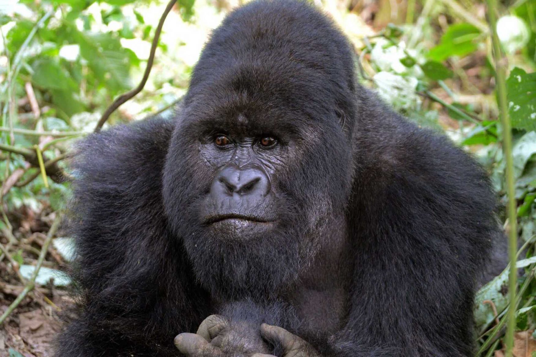 africa-safari-12-gorilla