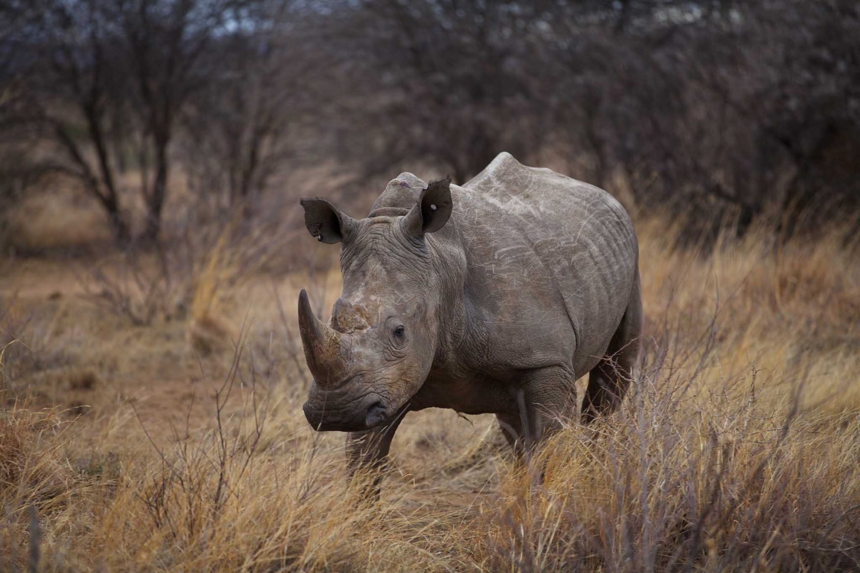 rhino-conservation-4-rhino