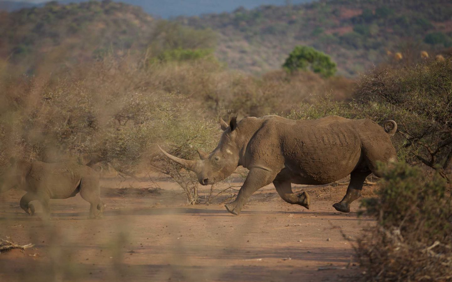 Conservation Focus