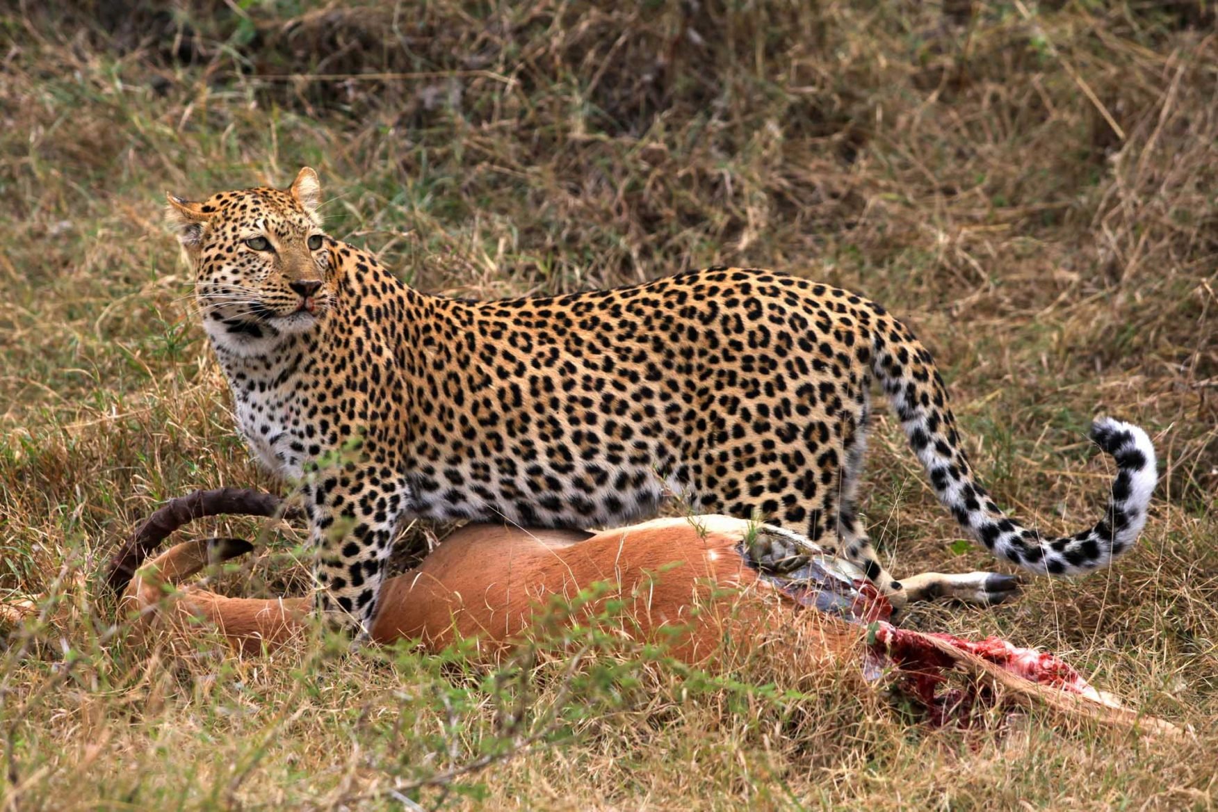 african-family-safari-leopard