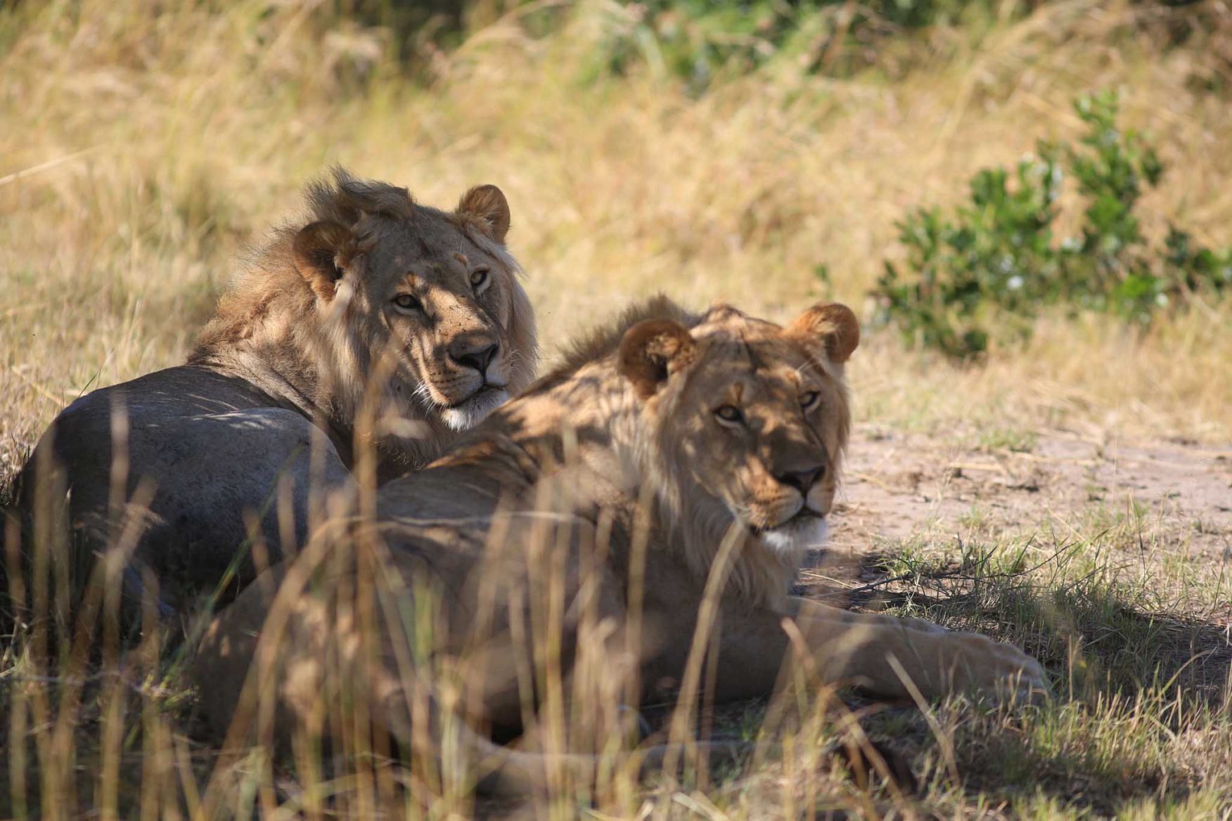 africa-safari-21-lions