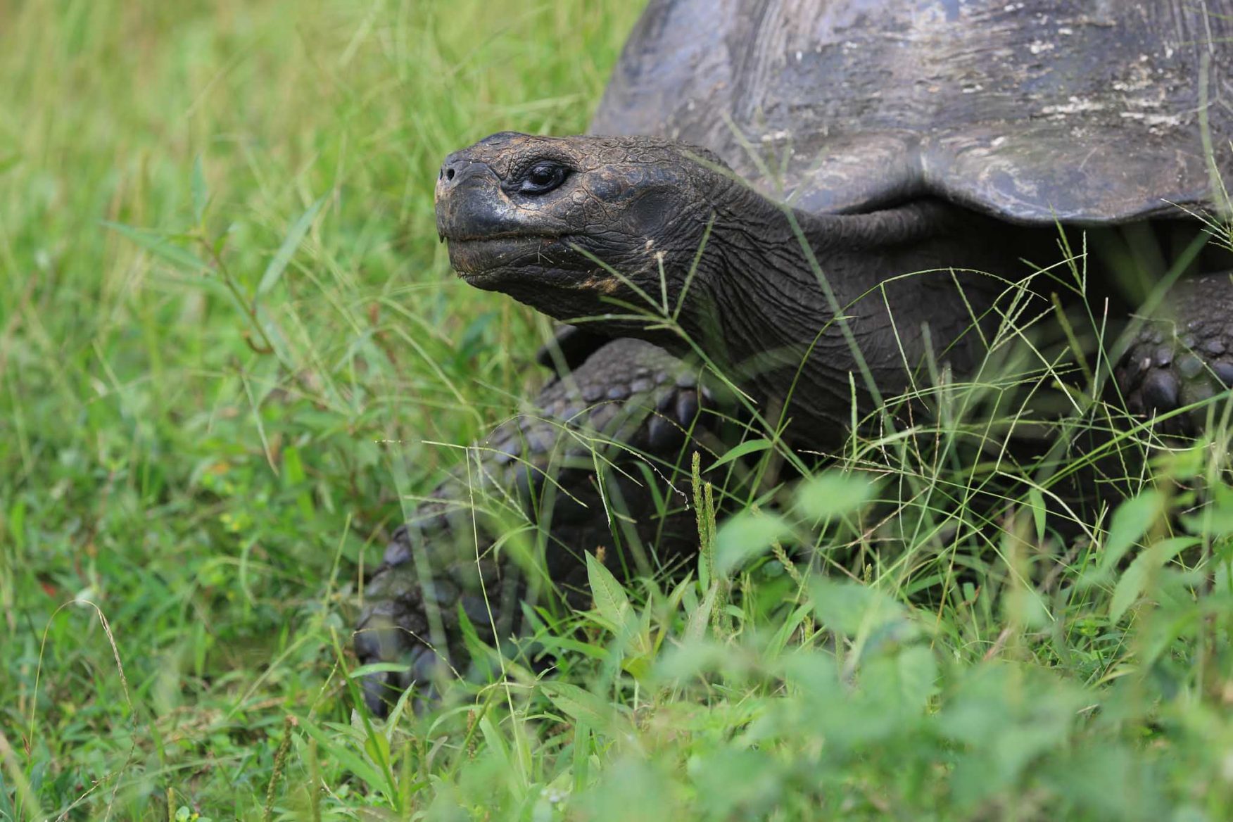 galapagos-adventure-tortoise