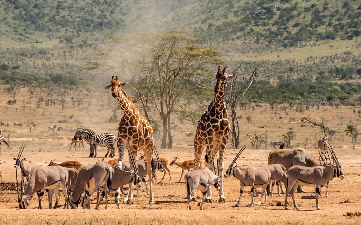 Safari Adventures in Africa