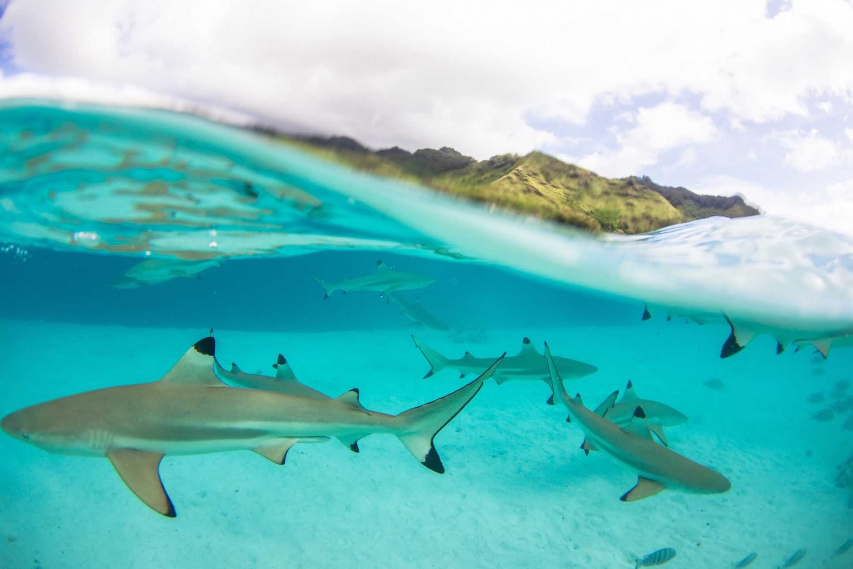 the-brando-boats-australasia-honeymoon-tahiti-sharks