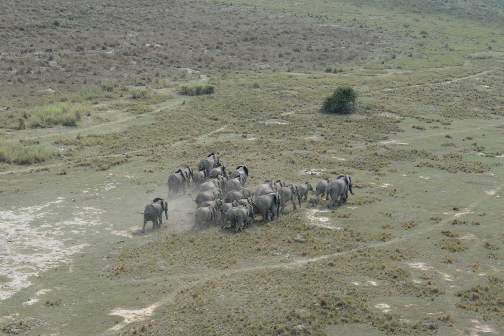 africa-safari-11-elephants