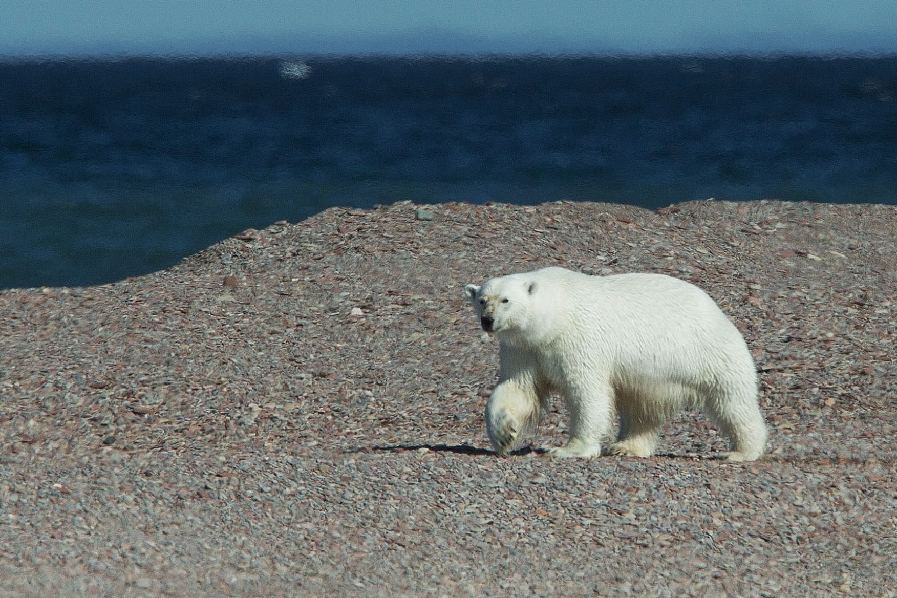 canada-nunavut-polar-bear