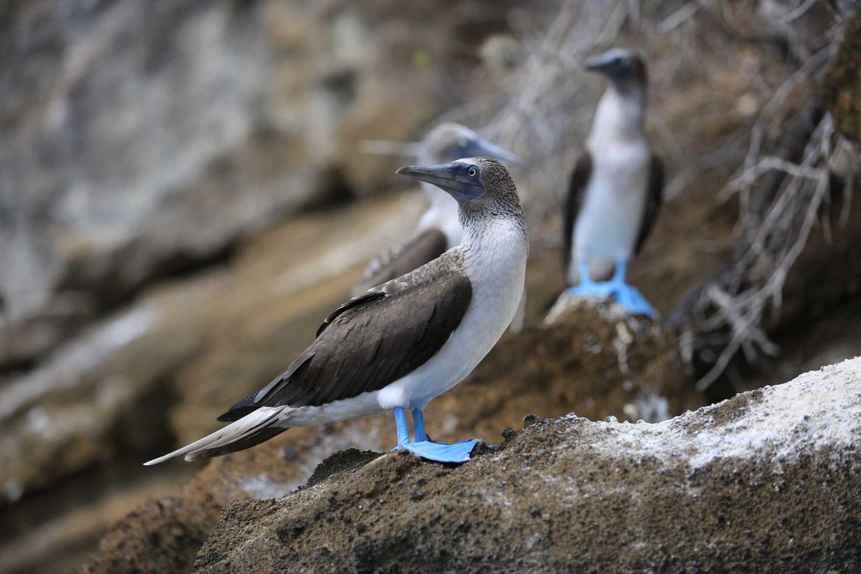 galapagos-adventure-blue-footed-booby