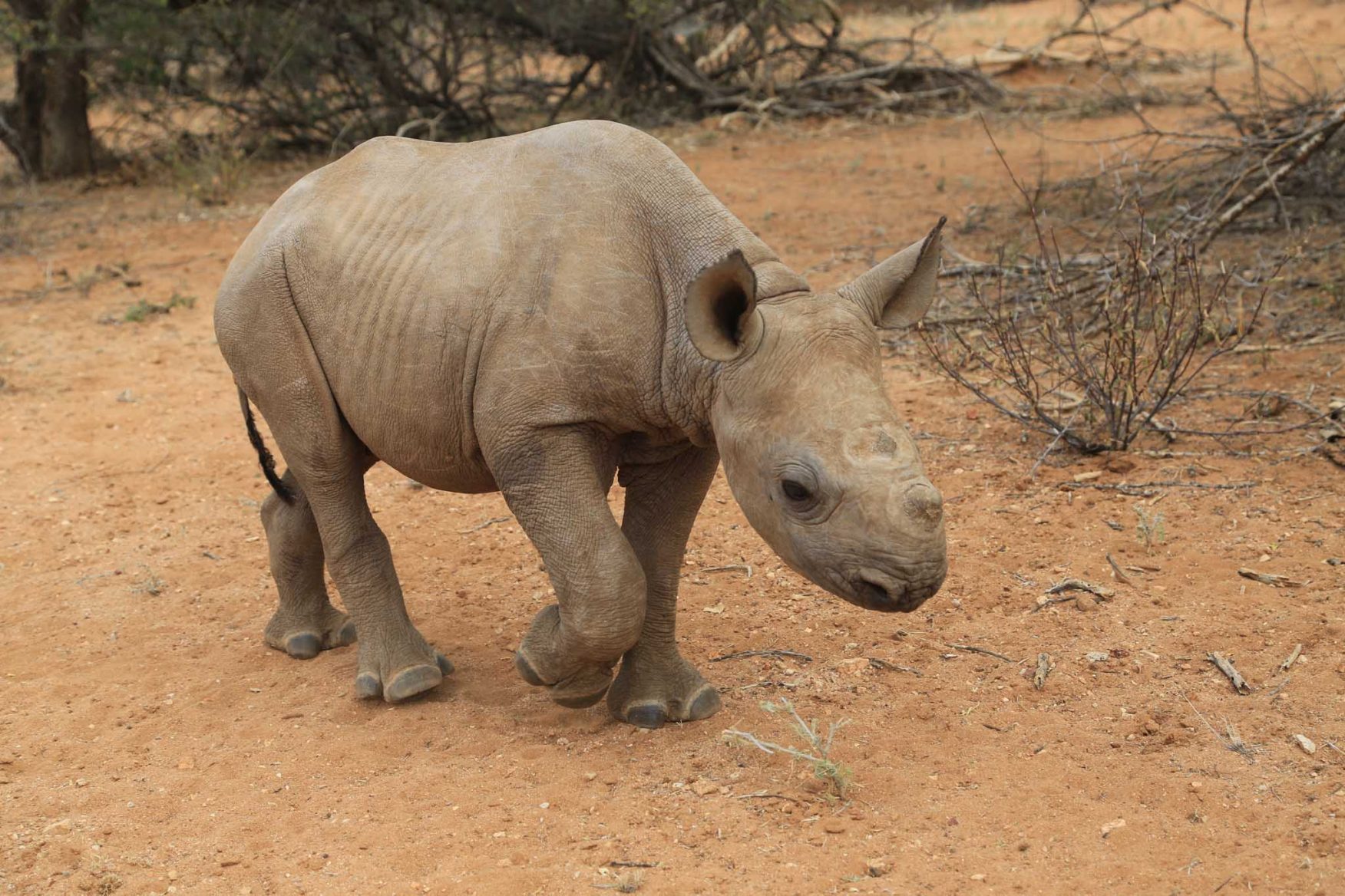 rhino-conservation-11-baby-rhino