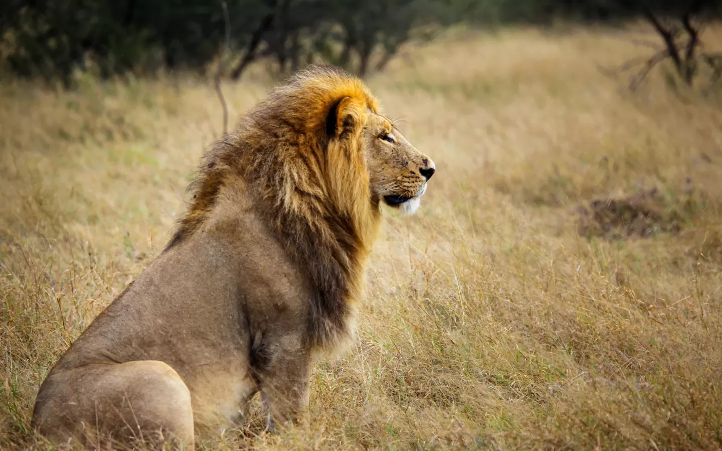 Africa’s Great Plains