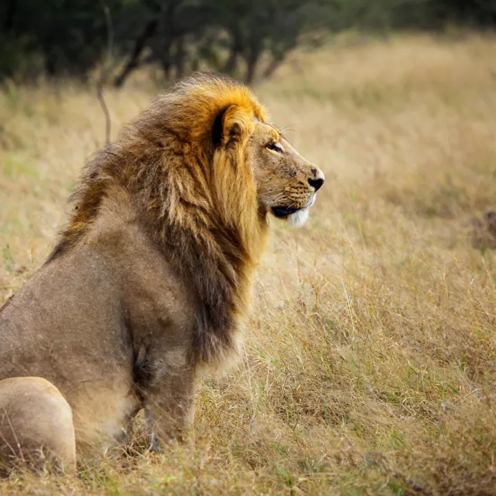 Africa’s Great Plains